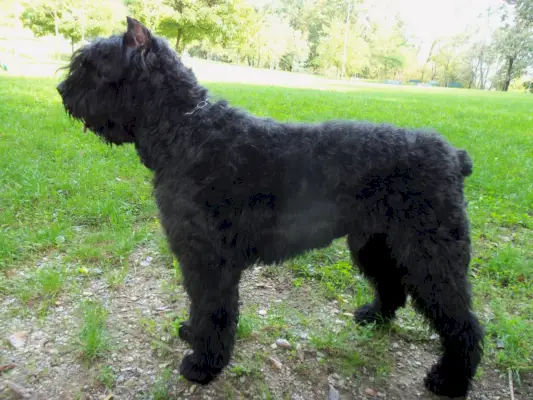 Bouvier des Flandres: Et symbol på styrke, loyalitet og modstandskraft