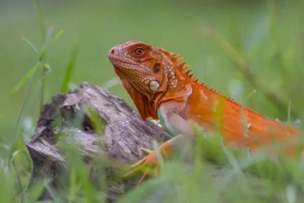 orange leguan