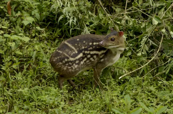 Muishert Chevrotain Symboliek en betekenis