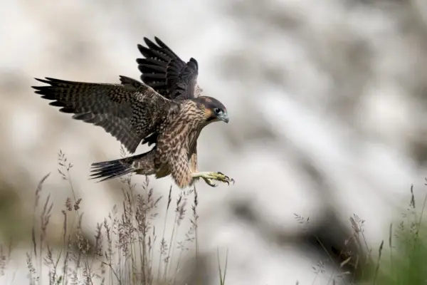 Falco pellegrino