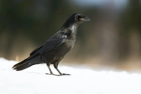 Corvo comune in piedi sulla neve nella natura invernale