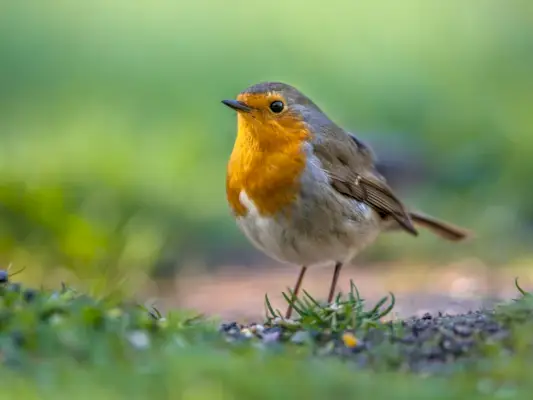 Robin a földön ugrál