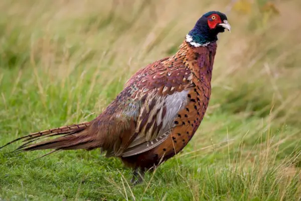 Burung Pegar Biasa