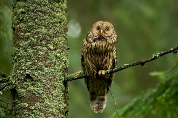 Viisas kullanruskea pöllö katselee kesämetsässä ja istuu oksalla