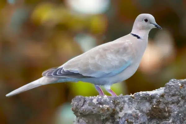 Härlig turturduva - elegant och vacker. Skott av turturduva i naturen.