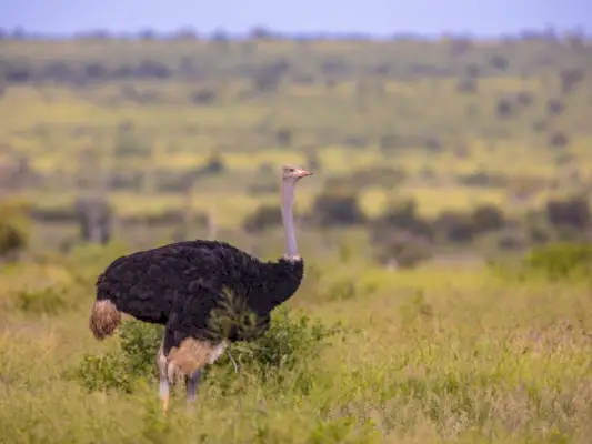 Llanura de sabana macho de avestruz