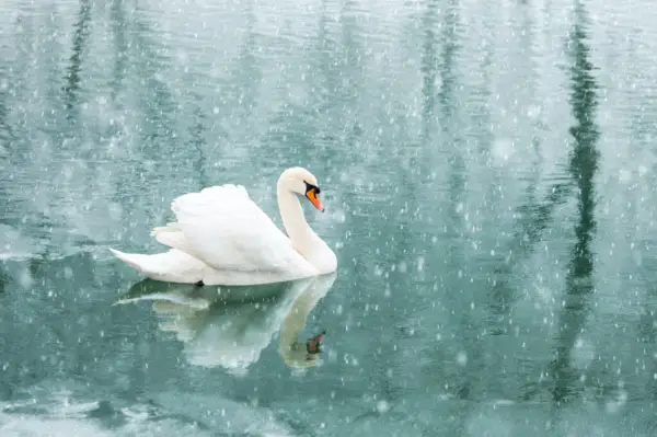 Il cigno bianco solo nuota nell'acqua del lago invernale all'alba