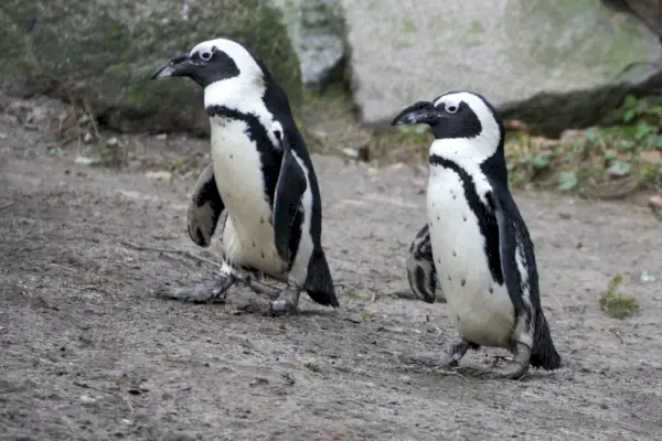 Pinguini in una radura