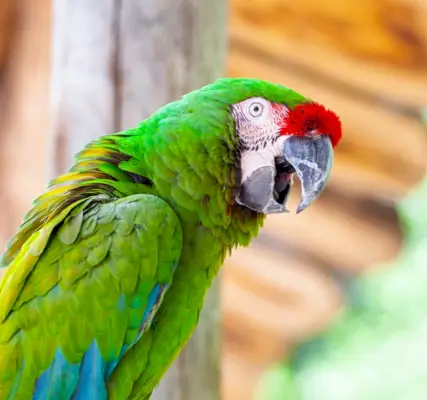 コンゴウインコ オウム鳥