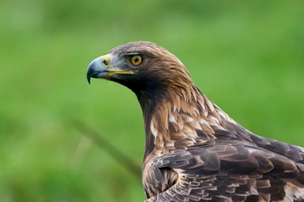 Kongeørn (Aquila chrysaetos)