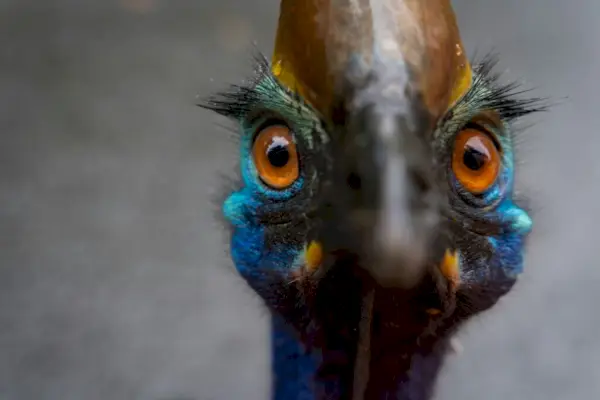 Ein südlicher Kasuarvogel im Tully-Gorge-Nationalpark, Australien