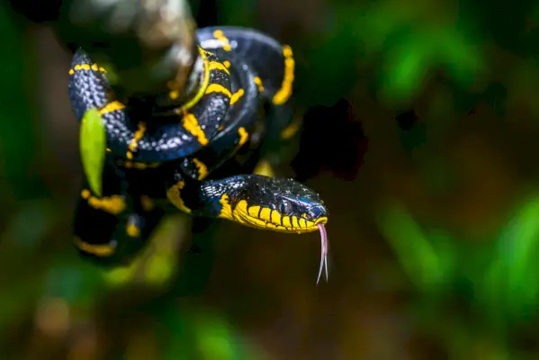 Simbolismo y significado de la serpiente gato