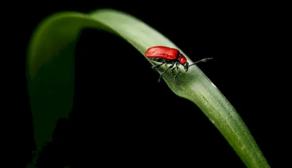 Symbolisme et signification des lucioles