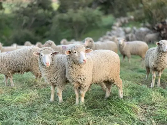 Simbolismo del sogno delle pecore