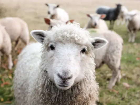 Les moutons comme animaux spirituels