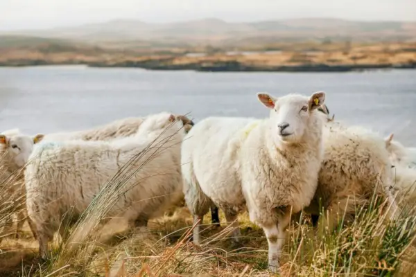 Schapen in religie en mythologie