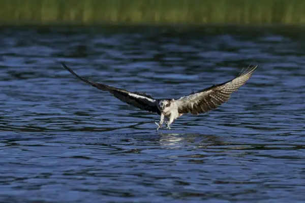 Osprey (Pandion haliaetus)