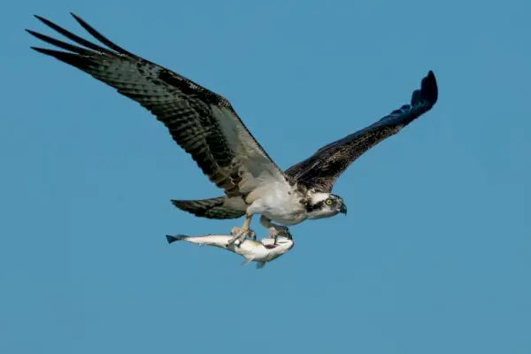 Weißer und schwarzer Vogel fliegen