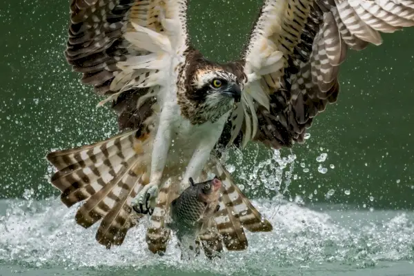 Photo étonnante d'un balbuzard pêcheur ou d'un faucon de mer chassant un poisson depuis l'eau