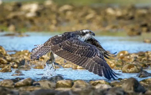 Tilt-Shift-Objektivfotografie eines grauen Vogels, der auf grauen Felsen fliegt