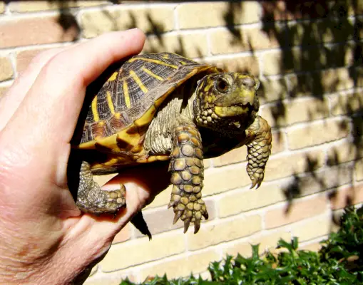 Tortuga de caja adornada (Terrapene ornata ornata) 0414091049