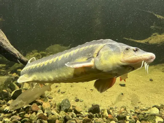 Beluga Sturgeon Symbolika a význam