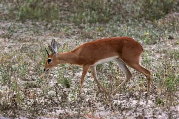 Damara Dik Dik - Namíbia