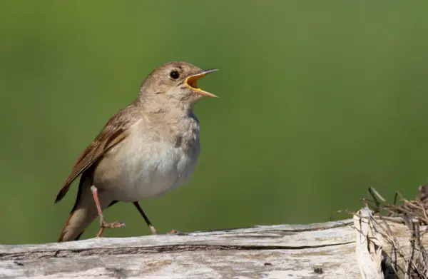 Simbolismo dell'usignolo in miti e leggende