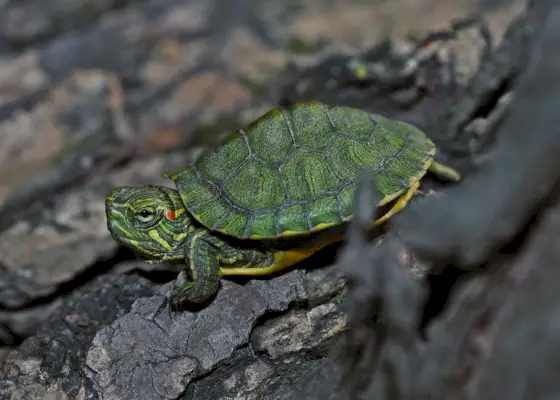 Curseur à oreilles rouges (Trachemys scripta)