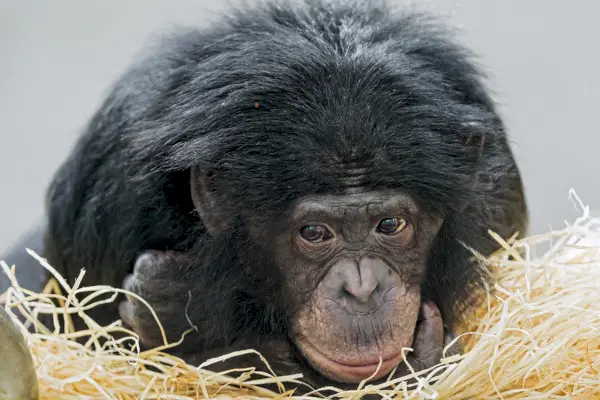 Mladý bonobo vypadá provinile