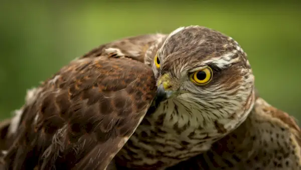 Close-up fotografie Brown Hawk