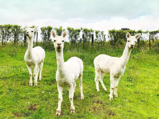 Uso simbolico delle immagini dell'alpaca