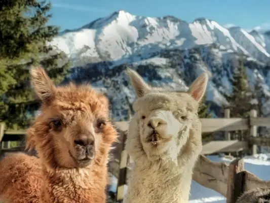 Simbolisme i significat de l'alpaca