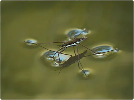 Wasserspinne