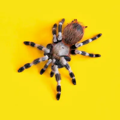 hnědá a černá tarantule na žlutém povrchu