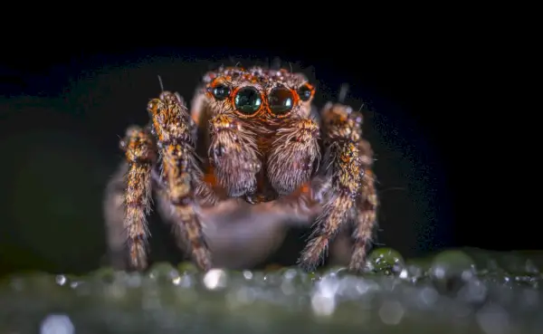 fotografia macro d'aranya marró