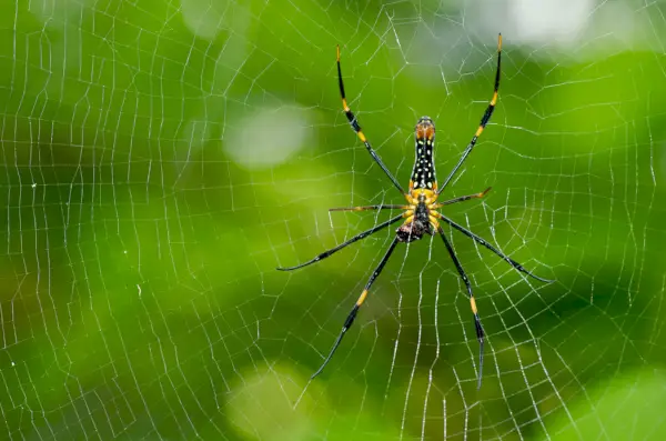 Tkáč zlatý hodváb alebo obrovský drevený pavúk (Nephila pilipes jalorensis)