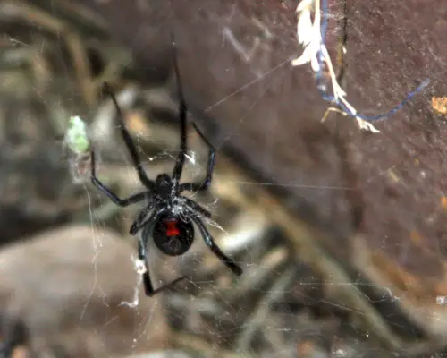 Femeie, păianjen Black Widow în pânză