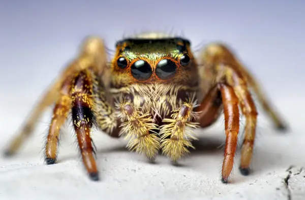 Nuori Paraphidippus aurantius hyppäävä hämähäkki