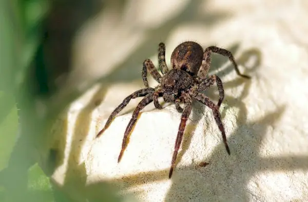 Vargspindel (Lycosidae)