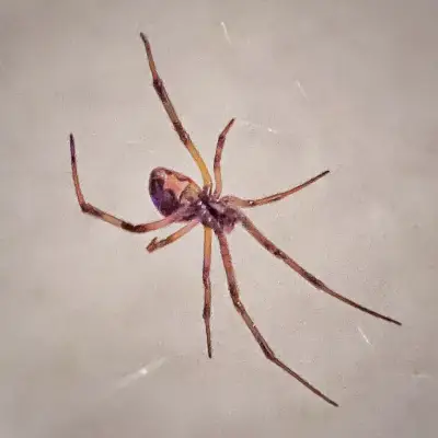 ブラウンウィドウスパイダー - Latrodectus geometryus - グリフィス - ACT - オーストラリア - 20150223 @ 06:01