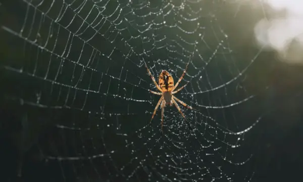 fotografija smeđeg i crnog pauka izbliza