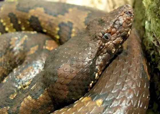 Viper Boa simbolika ir prasmė