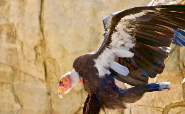 Kalifornian Condor, jolla on siivet levitettynä, laskeutuu kalliolta nähdessään lounaansa