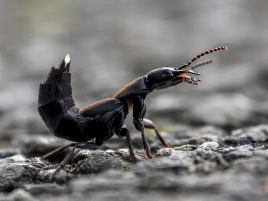 Devils Coach Horse Beetle สัญลักษณ์และความหมาย