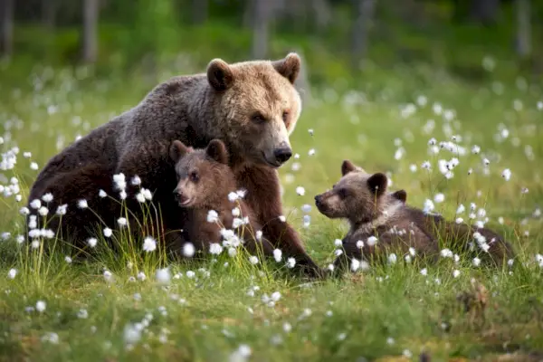 Grüner Wald mit Grizzlybären und Jungen in Finnland bei Tageslicht