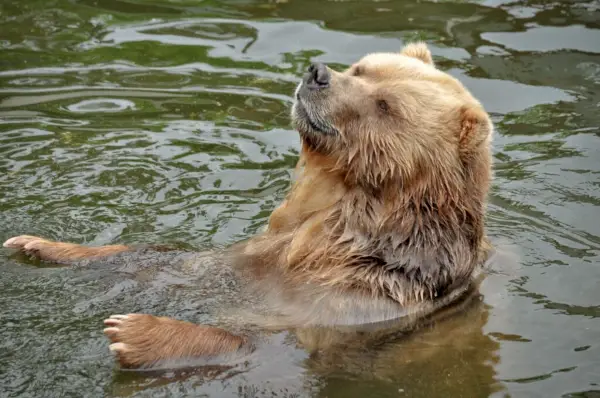 Grizzly Bear simbolika ir prasmė