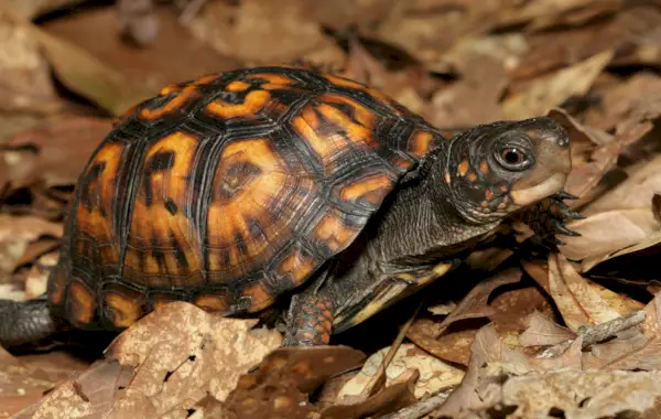 Östliche Dosenschildkröte