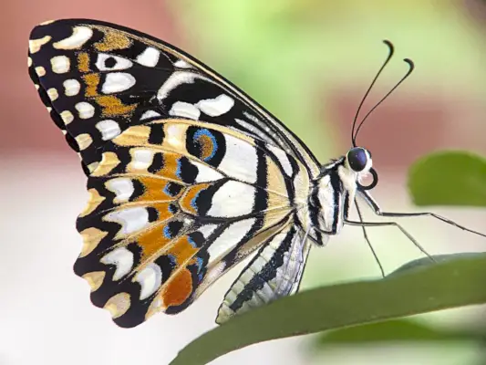 Farfalla di lime, bellissima farfalla in primavera