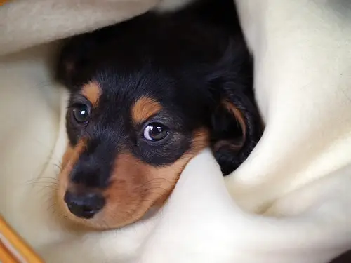 Dachshund Köpeği Sembolizmi ve Anlamı